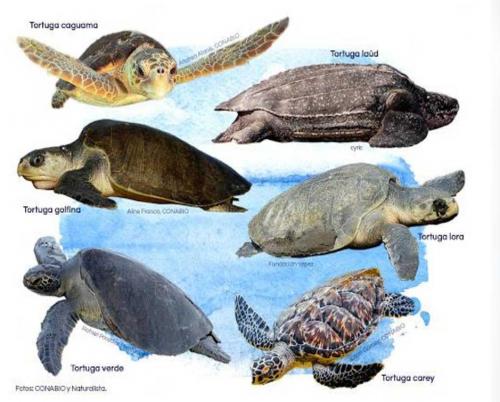 Turtles, an important species for the ecosystem